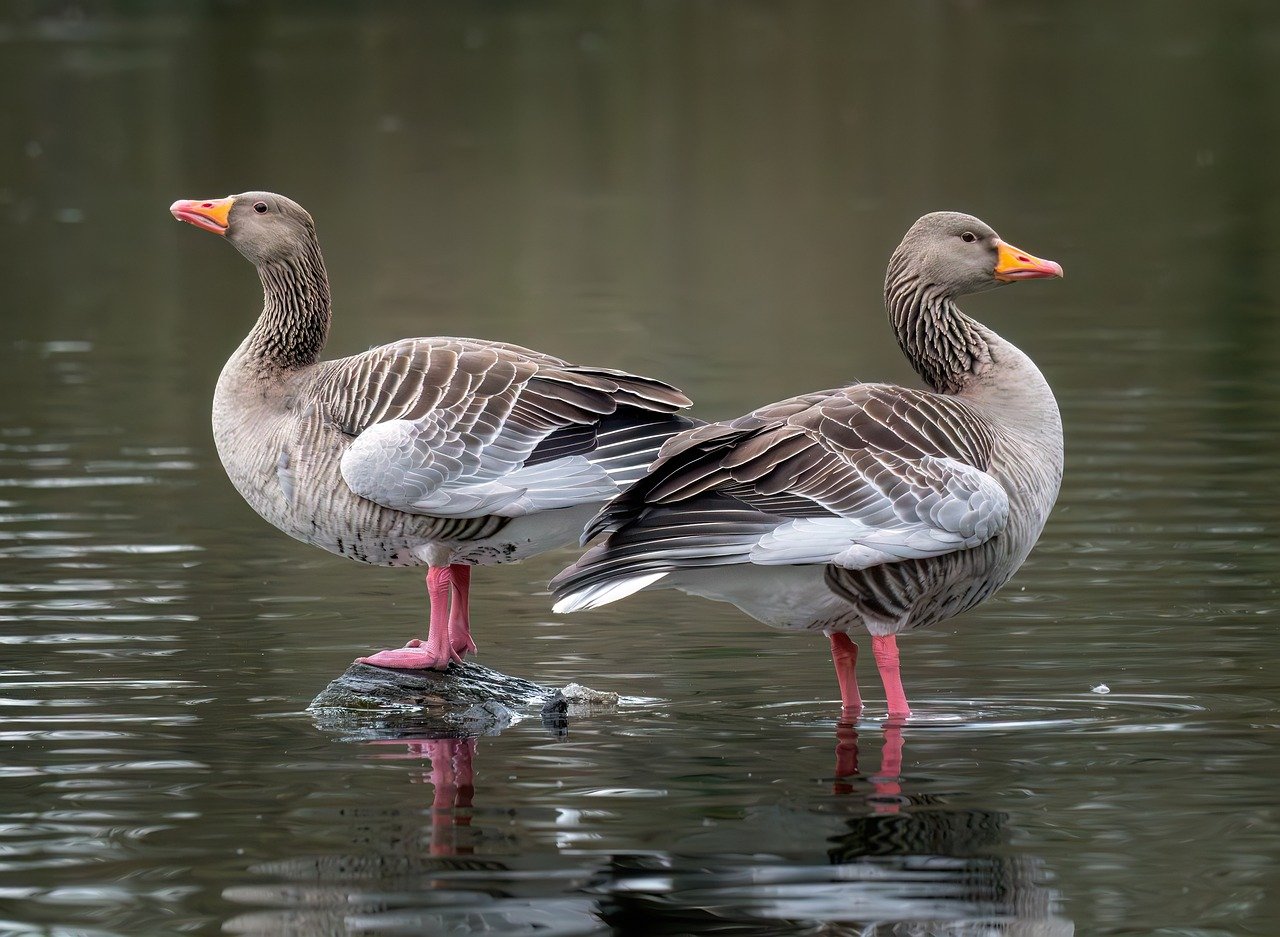 birds, geese, beak-8577833.jpg