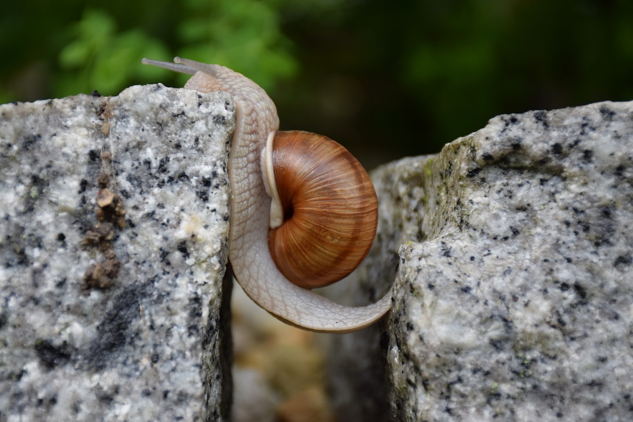 snail, overcome obstacle, will-1447233.jpg